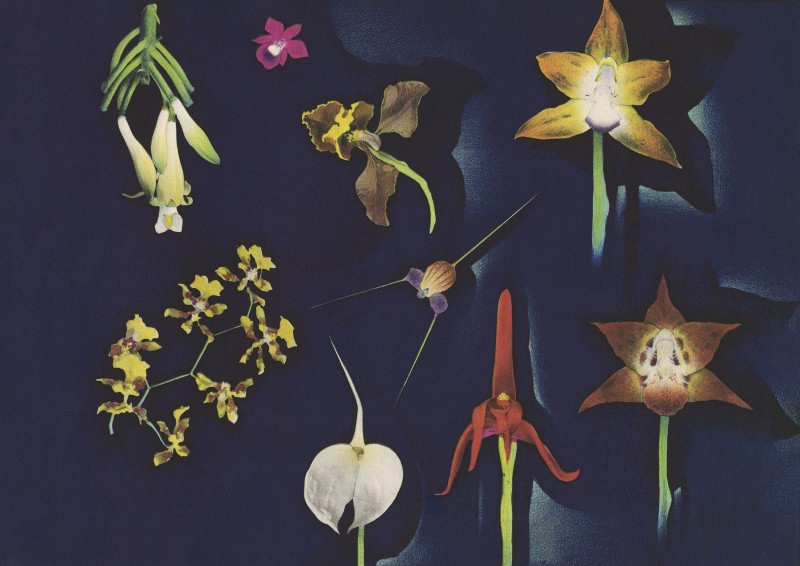 Luis F. Osorio, Colombian Orchids (Orchidées colombiennes), 1941
