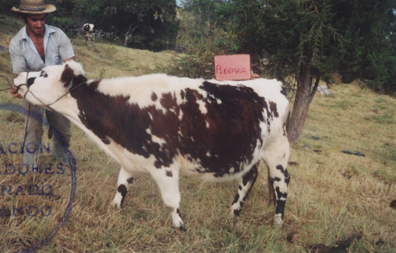 Anonyme, Prize Cow Competition (Concours de vaches), Colombie, années 1980.