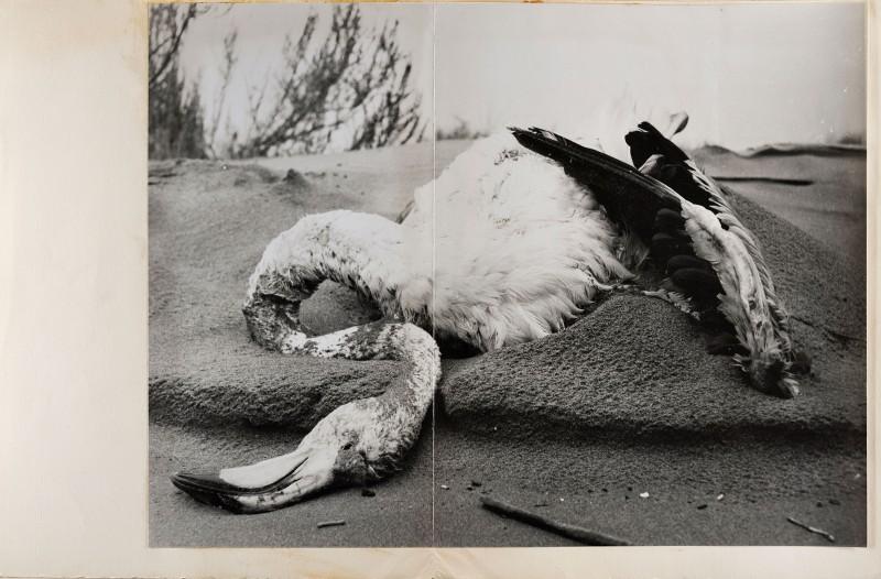 Lucien Clergue, Flamant morts dans le sable, Phare de Pharaman, 1956. Avec l’aimable autorisation de l’Atelier Lucien Clergue.