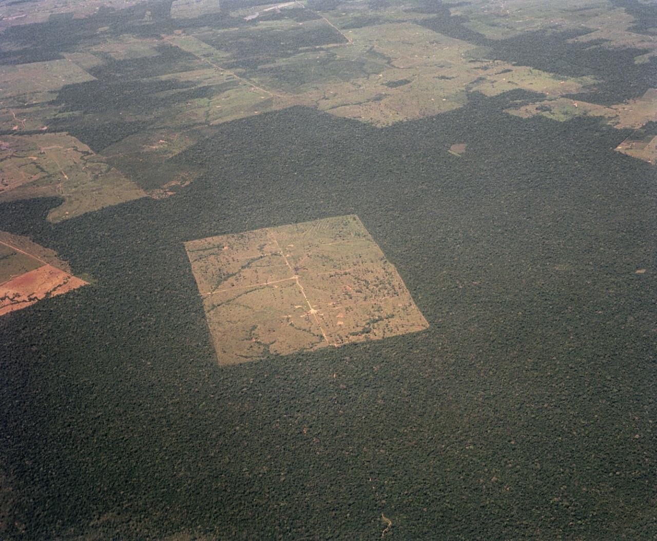 Déforestation illégale