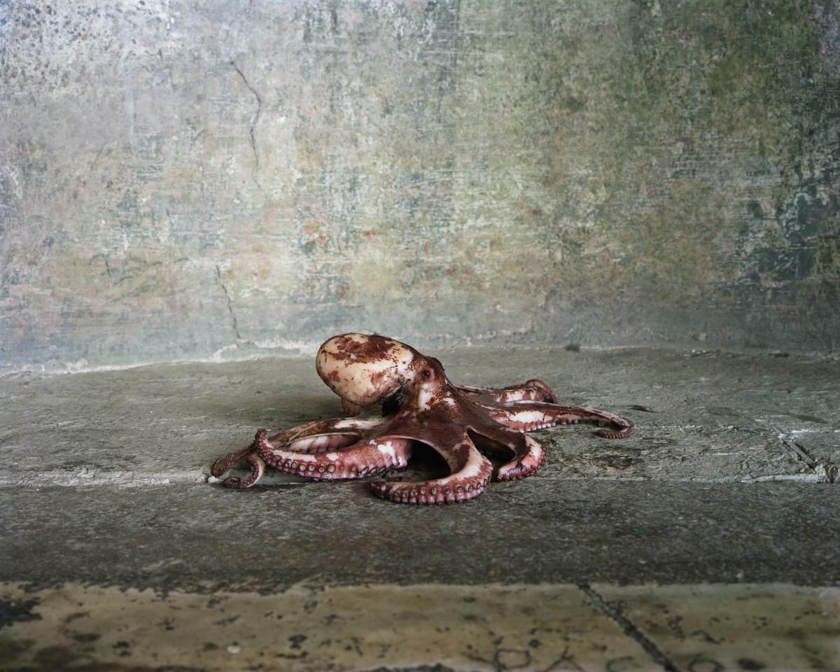 Octopus, from the Still Life series, Véronique Ellena, 2008