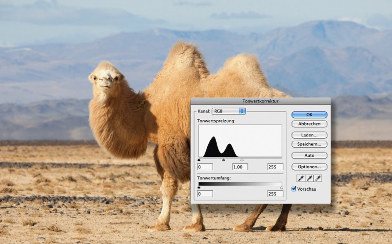 Camel, 2015.