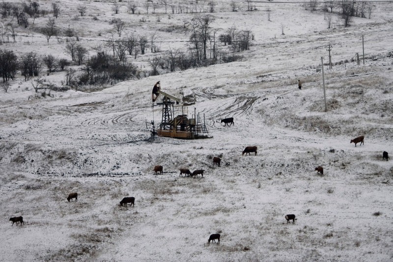 Cows surround oil wells belonging to the national oil company of Russia, 2010