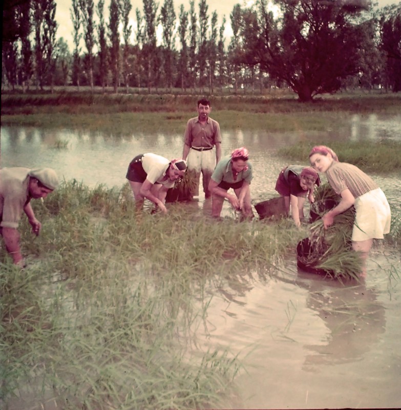 In Camargue, transplanting rice by hand, c. 1965