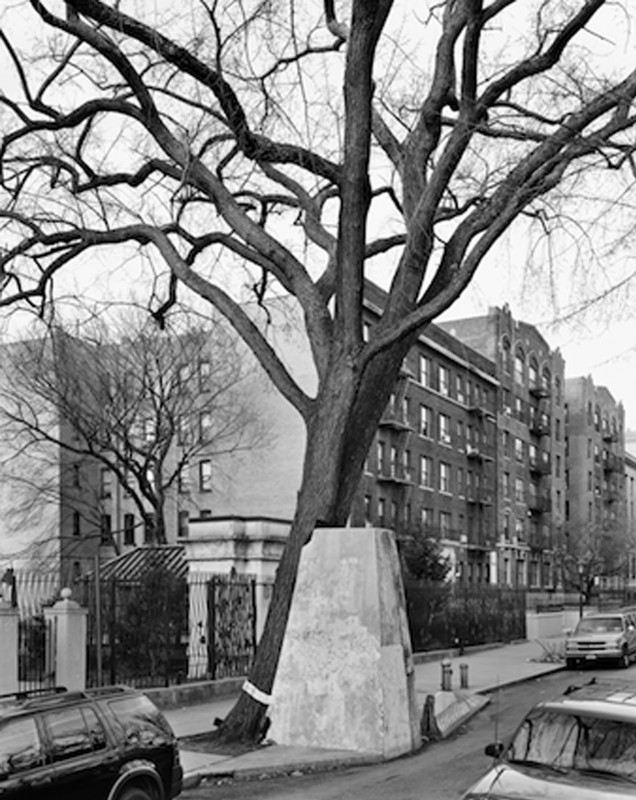 Mitch Epstein, Orme d’Amérique, Eastern Parkway, Brooklyn, 2012.