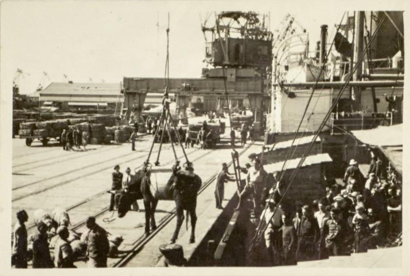 Germaine Krull, Chargement des bœufs, port de Casablanca, avril 1941.