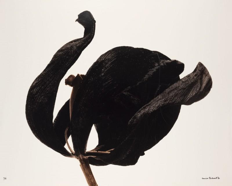 Denis Brihat, Black Tulip, 1980. Photograph from the Rencontres d’Arles’ collections, reproduced in the book on the 50th edition of the festival, Éditions La Martinière.