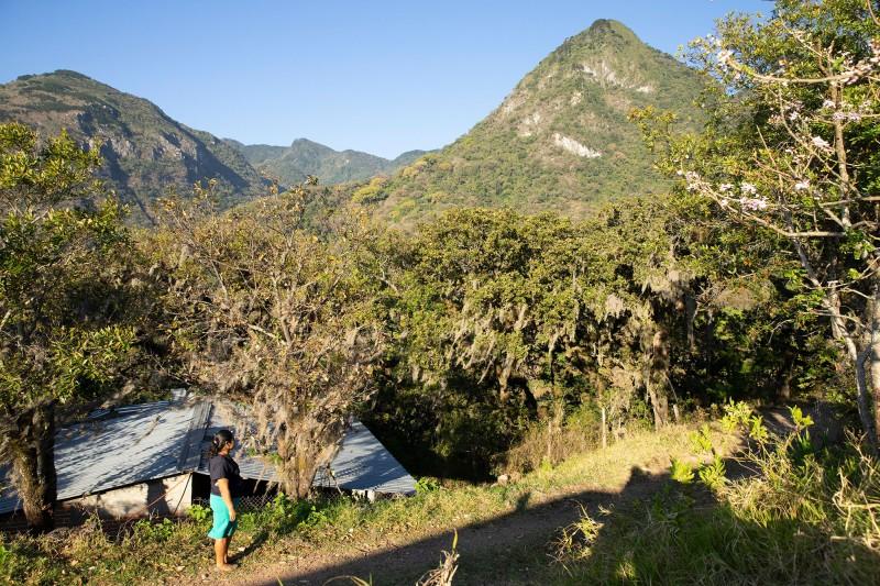 Perdu au bout d’une piste en terre de 20 kilomètres et perché à 1 050 mètres d’altitude, dans la forêt, le village de Chayotepec, abrite une quinzaine de familles de petits producteurs de café.
