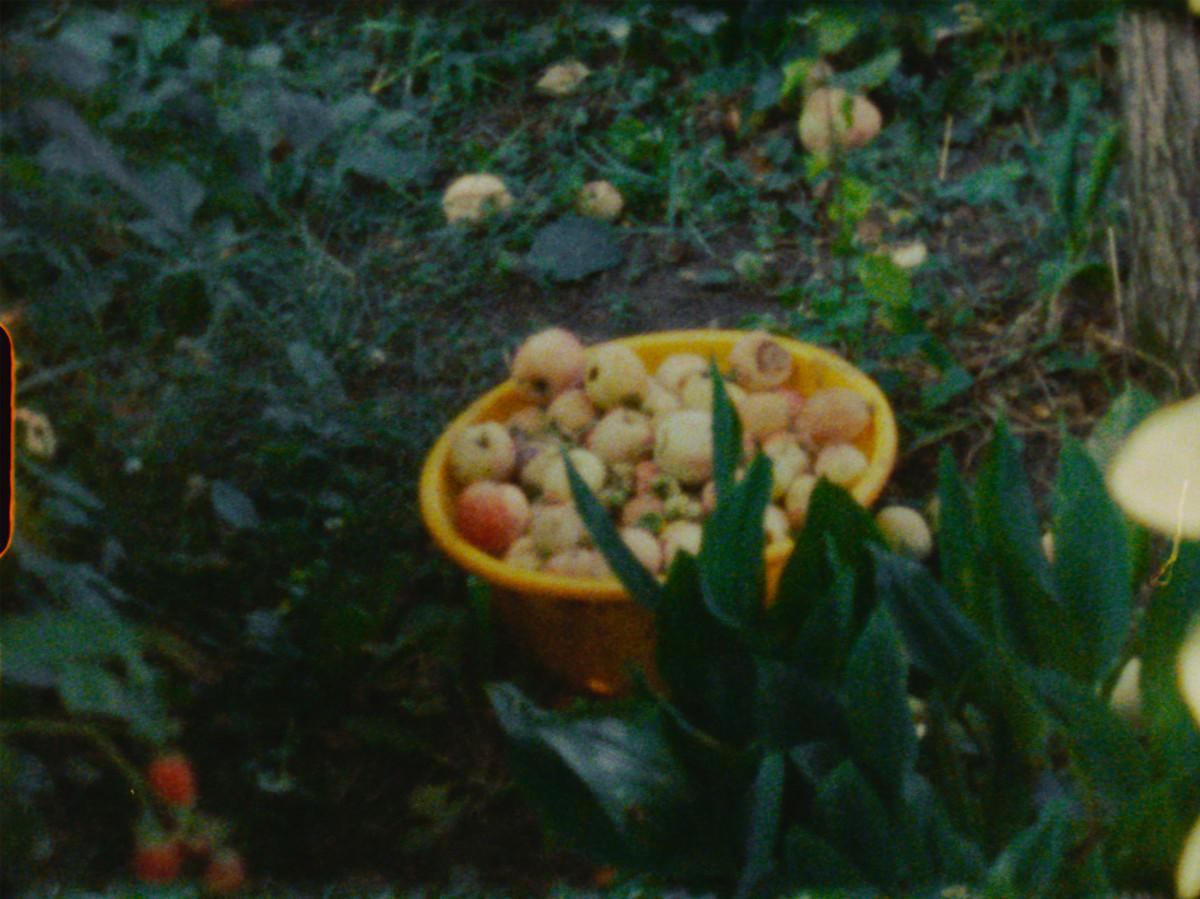 Olga Grotova. Apples in Tonya’s Garden, 8mm film, from the series Our Grandmothers’ Gardens, 2022. Courtesy Olga Grotova.