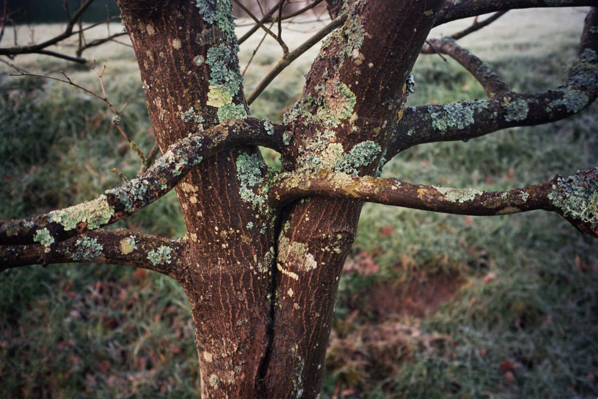 Mary McCartney, Hugging Trees, Sussex, 2021. Courtesy of the artist.