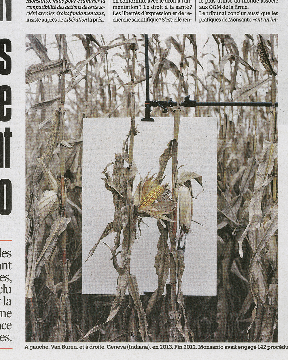 Maïs, de la série "Monsanto, une enquête photographique"