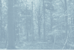 Image-forêt BA0189, sérigraphie sur papier velutto coton, pigments d'indigoabsorbé sur argile et d'indigo du persicaire
