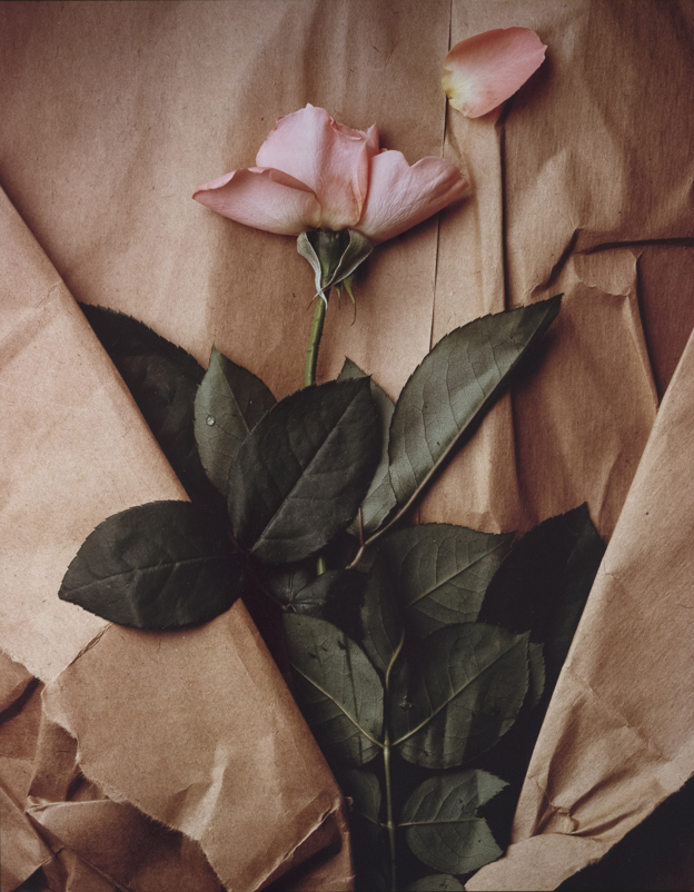 Rose and Torn paper